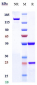 Anti-IL-5 Reference Antibody (Abgenix anti-IL-5)