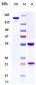 Anti-Integrin b7 / ITGB7 Reference Antibody (Genentech patent anti-Integrin   β7)