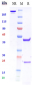 Anti-KID3 Reference Antibody (Macrogenics patent anti-KID3)