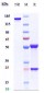 Anti-Klotho Beta Reference Antibody (NGM313)