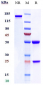Anti-Klotho Beta Reference Antibody (RG7992)