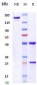 Anti-LAP Reference Antibody (Brigham and Womens anti-LAP)