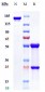 Anti-LILRB4 / ILT3 / CD85k Reference Antibody (Merck patent anti-ILT3 complex)
