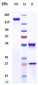 Anti-LILRB4 / ILT3 / CD85k Reference Antibody (U.Texas patent anti-LILRB4)