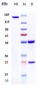 Anti-MAGEA3 Reference Antibody (CT Atlantic patent anti-MAGE-A3)