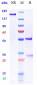 Anti-MICB Reference Antibody (U.Washington patent anti-MICB)