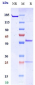 Anti-MMP9 Reference Antibody (Yeda patent anti-MMP-9)