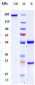 Anti-MRC2 / CD280 Reference Antibody (Copenhagen Rigshospitalet patent anti-uPARAP)