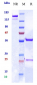 Anti-MRC2 / CD280 Reference Antibody (Quark patent anti-ENDO 180)
