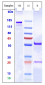 Anti-MRC2 / CD280 Reference Antibody (Quark Patent Anti-Endo180)