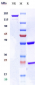 Anti-MU5AC Reference Antibody (ensituximab-MMAE)
