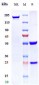 Anti-MUC1 Reference Antibody (cantuzumab)