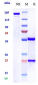 Anti-MUC1 Reference Antibody (clivatuzumab-MMAE)