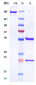 Anti-MUSK Reference Antibody (Argenx patent anti-MuSK)