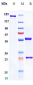 Anti-NGF / bNGF Reference Antibody (AS2886401-00)