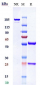 Anti-NOTCH1 Reference Antibody (Pfizer patent anti-Notch1)