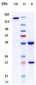 Anti-PACAP38 Reference Antibody (Lilly patent anti-PACAP)