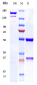Anti-PAR2 Reference Antibody (PAR650097)