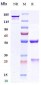 Anti-PCSK9 Reference Antibody (Boehringer anti-PCSK9)