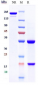 Anti-PCSK9 Reference Antibody (Schering patent anti-PCSK9)