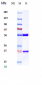 Anti-PDCD1 / PD-1 / CD279 Reference Antibody (Peresolomab)