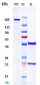 Anti-PDGFRB / CD140b Reference Antibody (IMC-2C5)