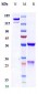 Anti-PGLYRP1 / PGRP-S Reference Antibody (Novo Nordisk patent anti-PGLYRP1)