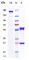 Anti-PLAUR / uPAR / CD87 Reference Antibody (ATN-658)