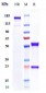 Anti-PLAUR / uPAR / CD87 Reference Antibody (ATN-658)