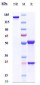 Anti-PMEL Reference Antibody (Genentech anti-PMEL17)