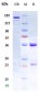 Anti-PROM1 / CD133 Reference Antibody (Forerunner patent anti-Prominin-1)