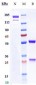 Anti-Rabies virus GP Reference Antibody (rafivirumab)