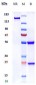 Anti-ROBO1 Reference Antibody (Asclepius Technology patent anti-Robo1 CAR)