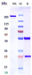 Anti-RTN4 / NOGO Reference Antibody (NG-101)