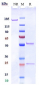 Anti-Siglec-15 / CD33L3 Reference Antibody (Medimmune patent anti-Siglec-15)