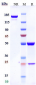 Anti-Siglec-2 / CD22 Reference Antibody (inotuzumab-CLM)