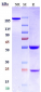 Anti-Siglec-2 / CD22 Reference Antibody (NCI m972)
