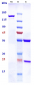 Anti-TCR Reference Antibody (NKTT320)
