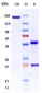 Anti-TLR3 / CD283 Reference Antibody (CNTO5429)
