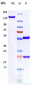 Anti-TNFRSF18 / GITR / CD357 Reference Antibody (Korea Natl.Cancer Ctr. patent anti-GITR)