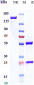 Anti-TNFRSF21 / DR6 / CD358 Reference Antibody (Abbvie patent anti-TNFRSF21)