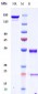 Anti-TNFRSF4 / OX40 / CD134 Reference Antibody (vonlerizumab)