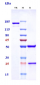 Anti-TNFSF2 / TNFa Reference Antibody (Epitomics patent anti-TNFα)
