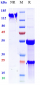 Anti-TNFSF2 / TNFa Reference Antibody (ESBA 105)
