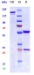 Anti-TNFSF2 / TNFa Reference Antibody (hMAK195)