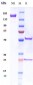 Anti-TrkB / NTRK2 Reference Antibody (Rinat patent anti-TrkB)