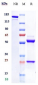 Anti-TROP2 Reference Antibody (Sacituzumab-MMAE)