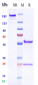 Anti-TSPAN8 Reference Antibody (INSERM patent anti-CO-029)