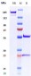 Anti-VCAM1 / CD106 Reference Antibody (Hanwha patent anti-VCAM-1)