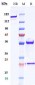 Anti-VEGF Reference Antibody (Domantis patent anti-VEGF)